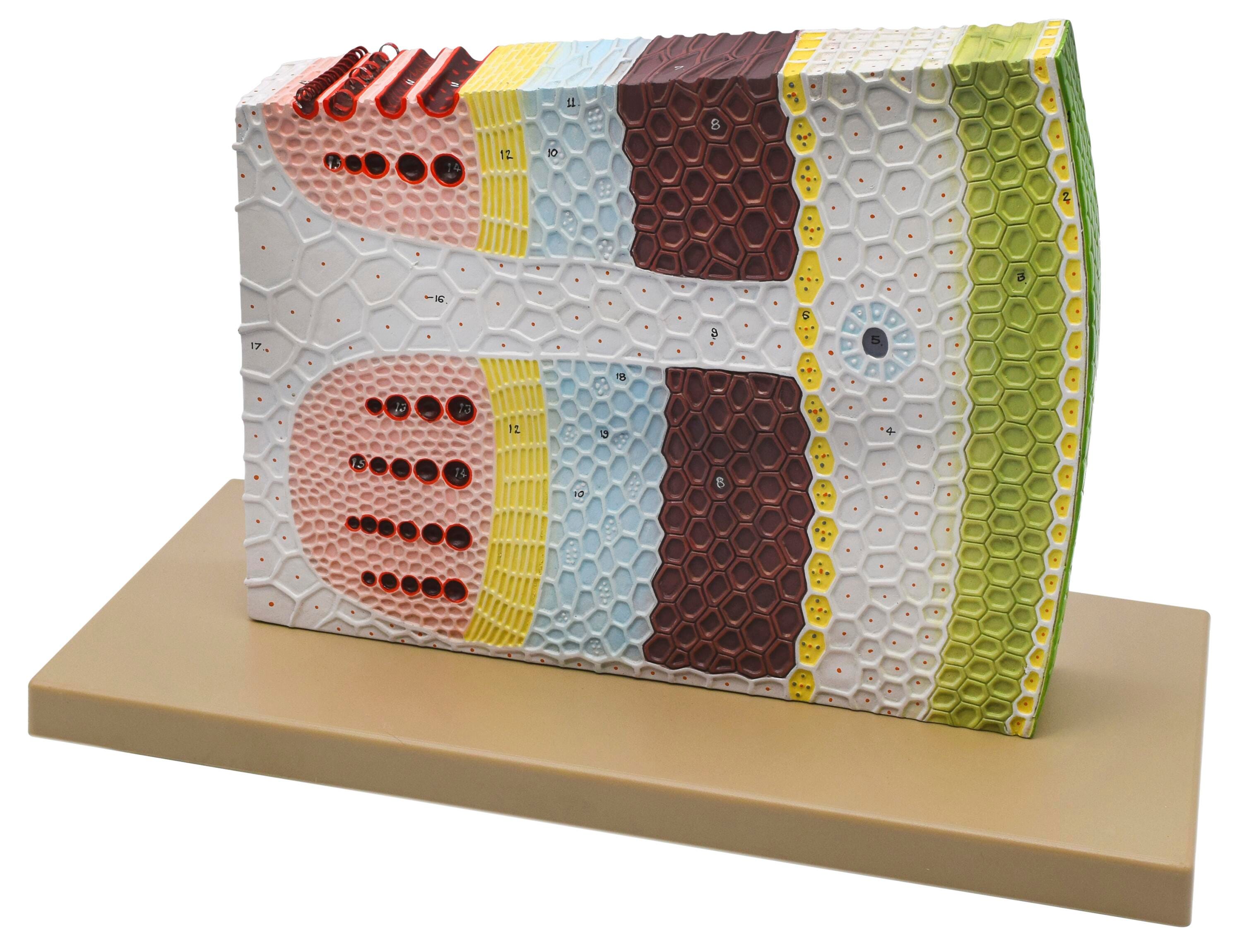 Dicot Stem Model, Three Dimensional, Transverse and Longitudinal Section View 2144640